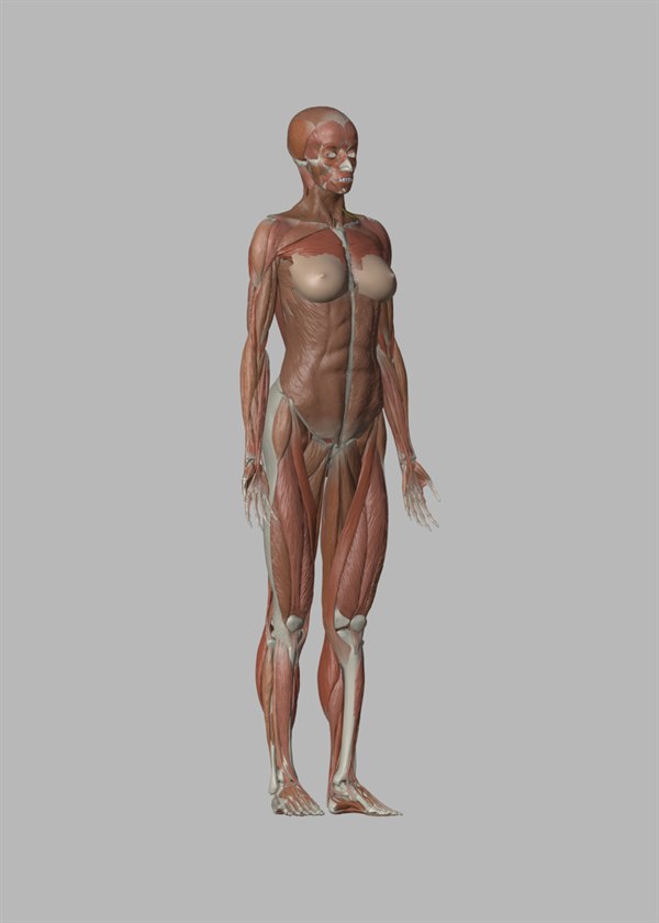 Blender 女性解剖モデル（écorché）- 全身の筋肉・骨格を表現した解剖学3Dモデルの斜め前ビュー
