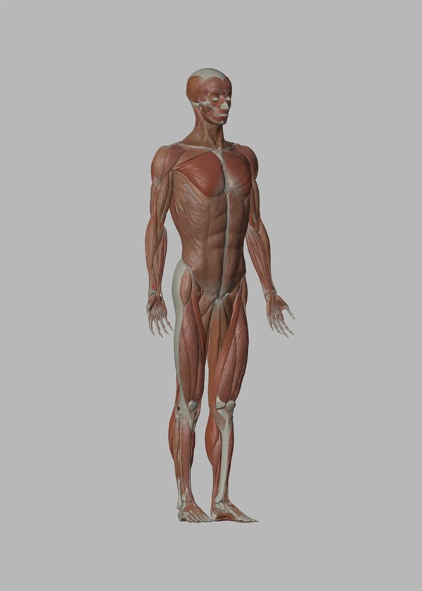 Blender 男性解剖モデル（écorché）- 全身の筋肉・骨格を表現した解剖学3Dモデルの斜め前ビュー